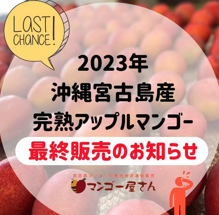 【2023年】沖縄宮古島アップルマンゴーの売り切れが近づいてまいりました！