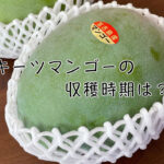 キーツマンゴー1玉