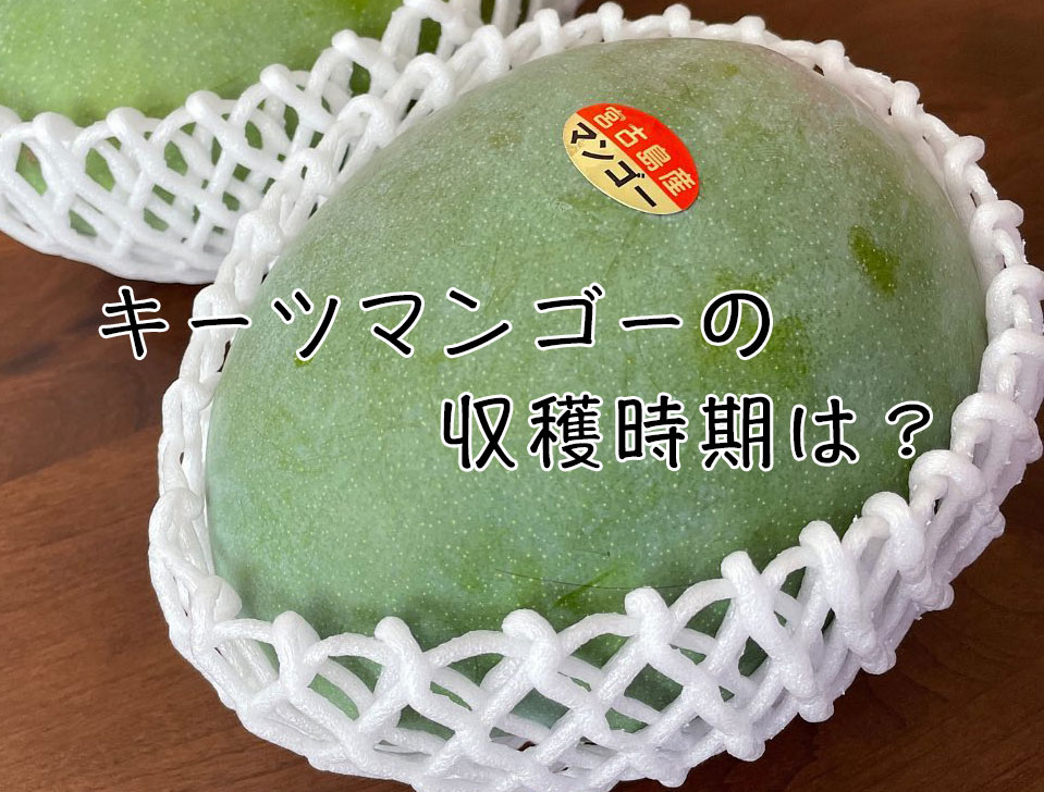 【通販】幻の果実キーツマンゴーの収穫時期は8月下旬〜9月中旬！