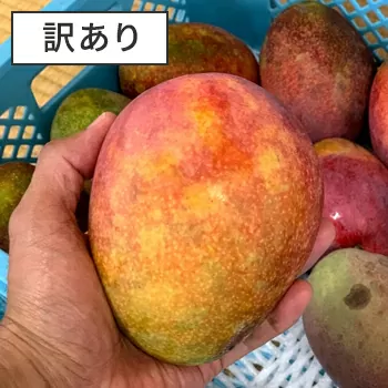 格安マンゴー2kg