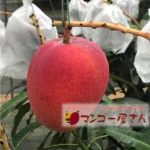 マンゴー屋さん
